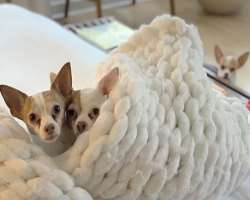 He and his family own three cute dogs.